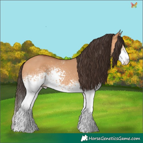 Horse Color:White Spotted Bay Dun 
