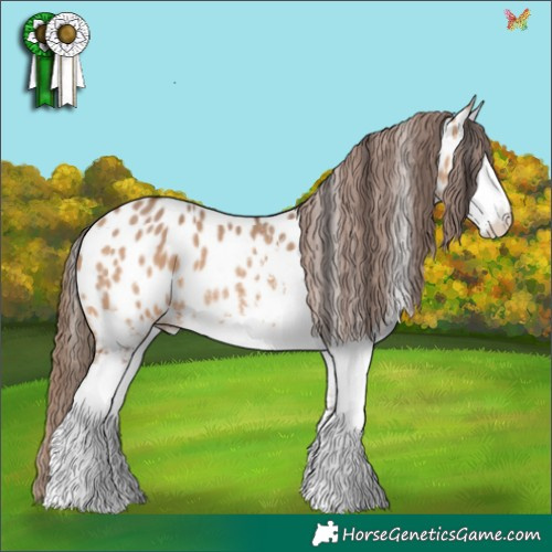 Horse Color:White Spotted Bay Dun Appaloosa 