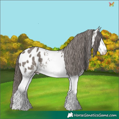 Horse Color:White Spotted Grullo Appaloosa 