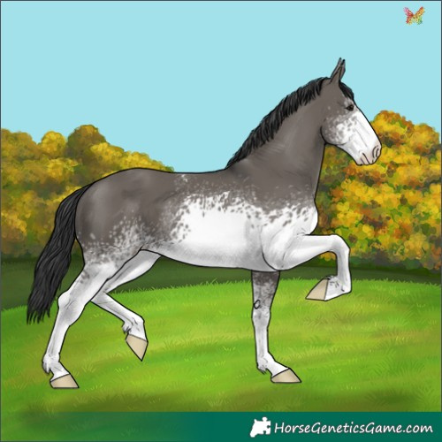 Horse Color:White Spotted Grullo 