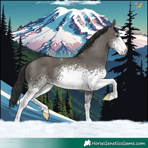 Horse Color:White Spotted Grullo 