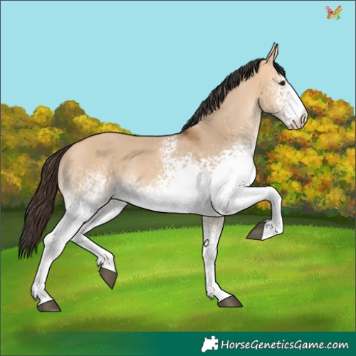 Horse Color:White Spotted Bay Dun