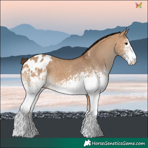 Horse Color:White Spotted Bay Dun Blanket 