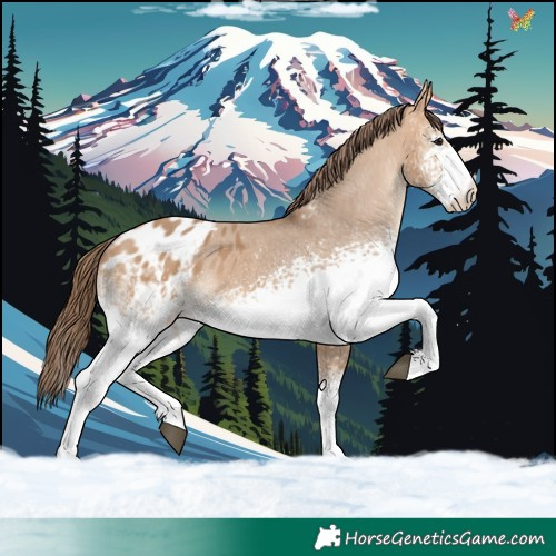 Horse Color:White Spotted Bay Dun Appaloosa 