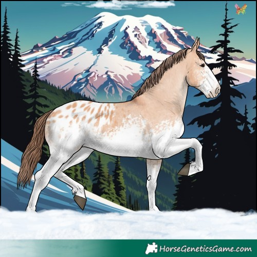 Horse Color:White Spotted Bay Dun Appaloosa 