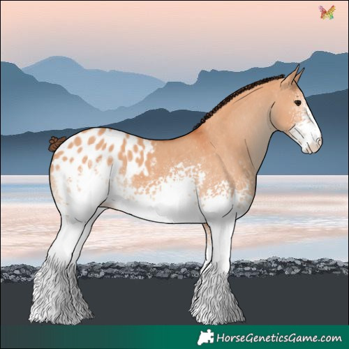 Horse Color:White Spotted Bay Dun Blanket 