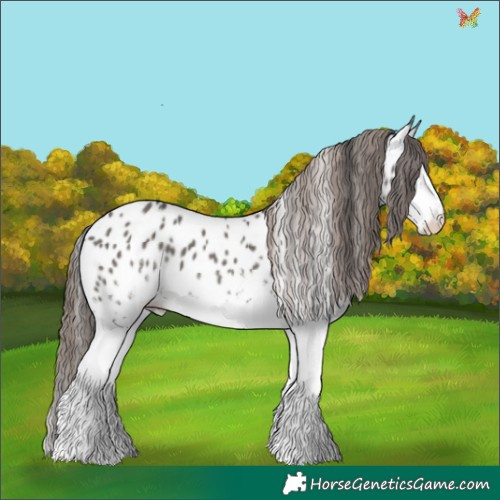 Horse Color:White Spotted Grullo Appaloosa 