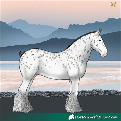 Horse Color:White Spotted Grullo Near Leopard 