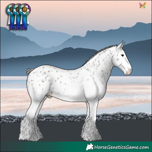 Horse Color:White Spotted Grullo Leopard 
