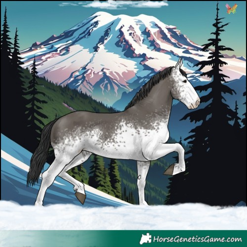 Horse Color:White Spotted Grullo 