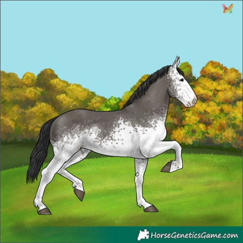 Horse Color:White Spotted Grullo 