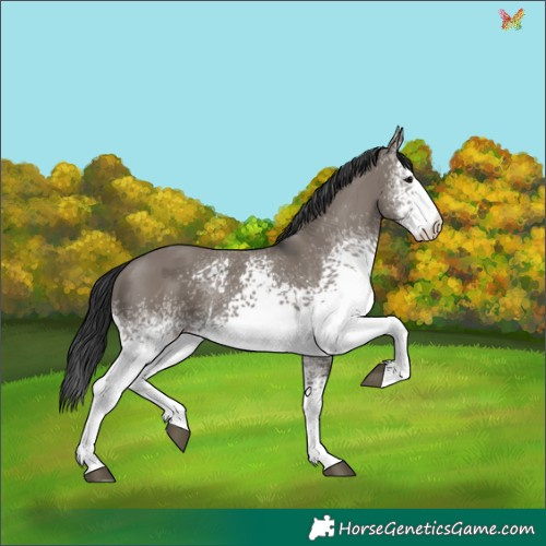 Horse Color:White Spotted Grullo 