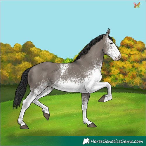Horse Color:White Spotted Grullo