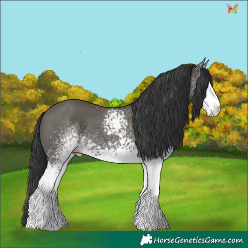 Horse Color:White Spotted Grullo 