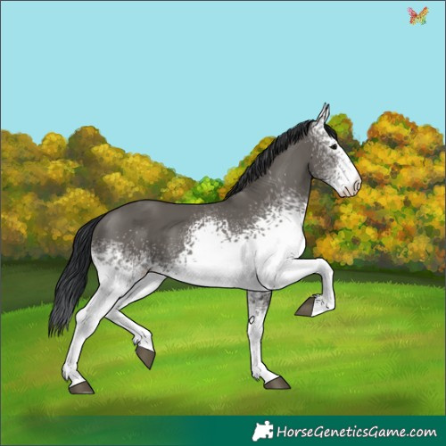 Horse Color:White Spotted Grullo