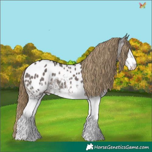 Horse Color:White Spotted Smoky Grullo Appaloosa 