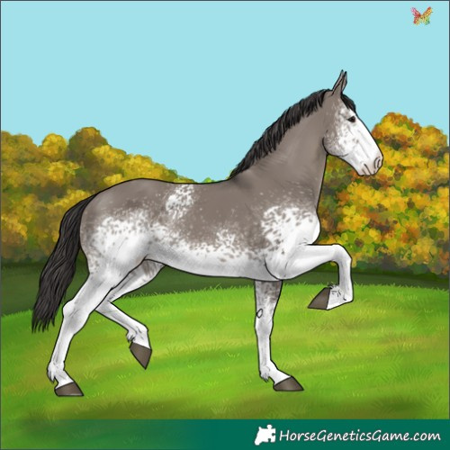 Horse Color:White Spotted Smoky Grullo 