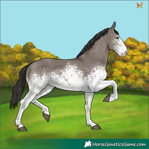 Horse Color:White Spotted Smoky Grullo 