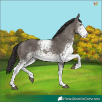 Horse Color:White Spotted Smoky Grullo