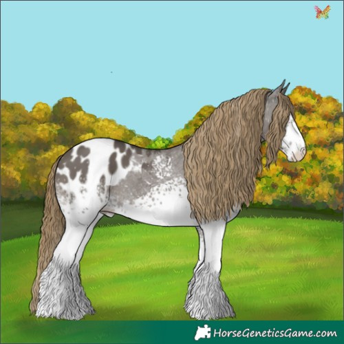 Horse Color:White Spotted Smoky Grullo Appaloosa 