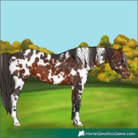 Horse Color:White Spotted Brown Appaloosa 