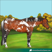 Horse Color:White Spotted Brown 