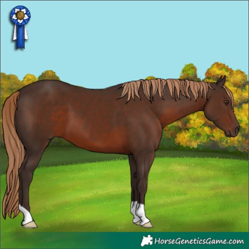 Horse Color:Liver Chestnut 