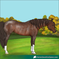 Horse Color:Liver Chestnut Rabicano 