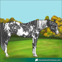 Horse Color:White Spotted Black Snowflake Varnish 