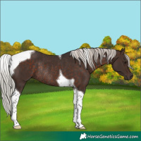 Horse Color:Silver Brown Tobiano Rabicano
