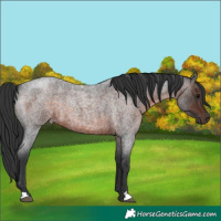 Horse Color:Brown Roan 