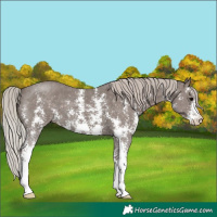 Horse Color:Silver Black Sabino 
