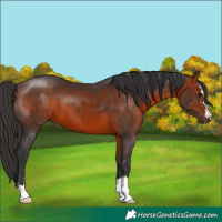 Horse Color:Bay 