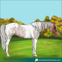 Horse Color:Silver Brown Roan Tobiano Appaloosa 