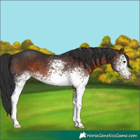 Horse Color:White Spotted Brown 