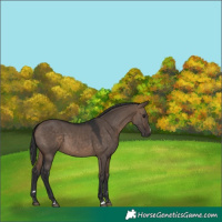 Horse Color:Bay Dun 