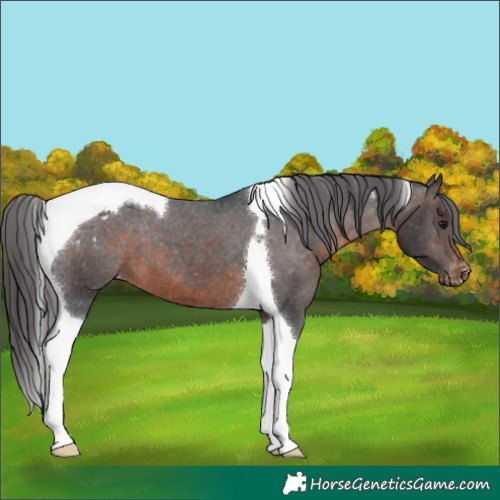 Horse Color:Brown Tobiano Appaloosa 