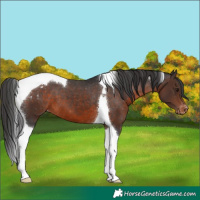 Horse Color:Brown Tobiano Appaloosa 