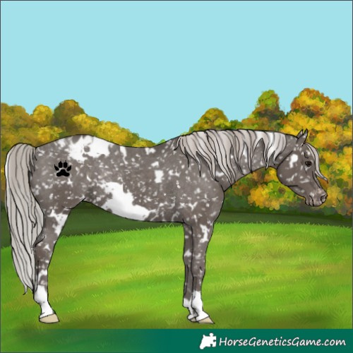 Horse Color:White Spotted Silver Black Snowflake Varnish Rabicano 