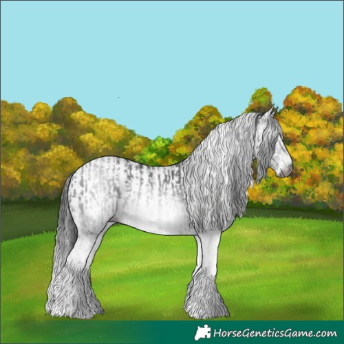 Horse Color:Gray White Spotted Black  and Gray White Spotted Black 