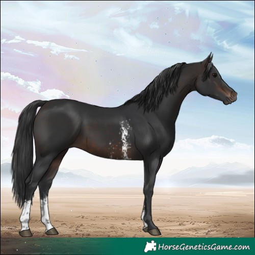 Horse Color:Brown Sabino