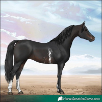 Horse Color:Brown Sabino 