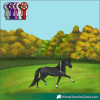 Horse Color:White Spotted Black Tobiano 