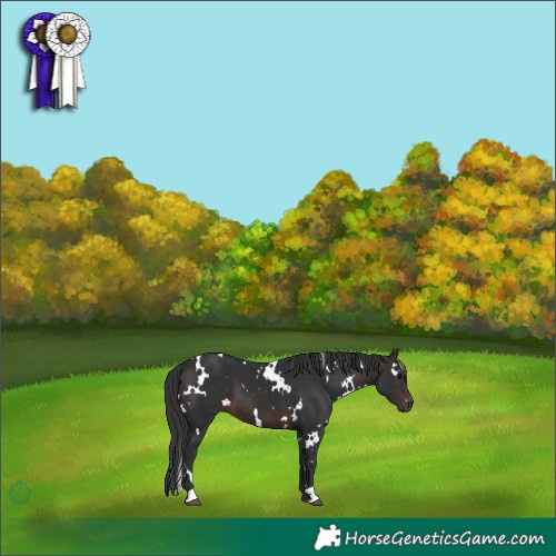 Horse Color:White Spotted Brown 