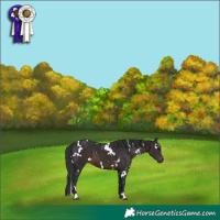 Horse Color:White Spotted Brown