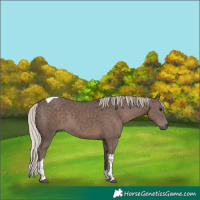 Horse Color:Silver Black Tobiano 