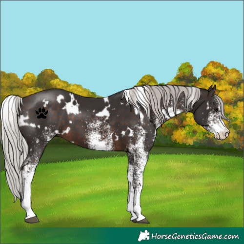 Horse Color:White Spotted Silver Brown