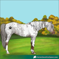 Horse Color:White Spotted Liver Red Roan Varnish