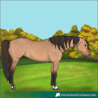 Horse Color:Unknown 