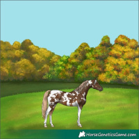 Horse Color:White Spotted Chocolate Palomino Tobiano 